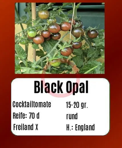 Black Opal
