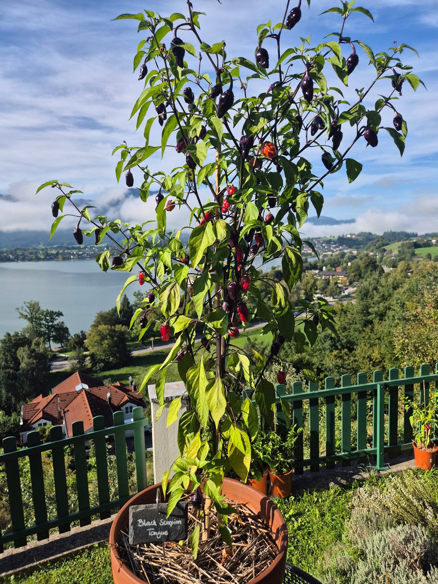 Black Scorpion Tongue DER TOMATENFLÜSTERER