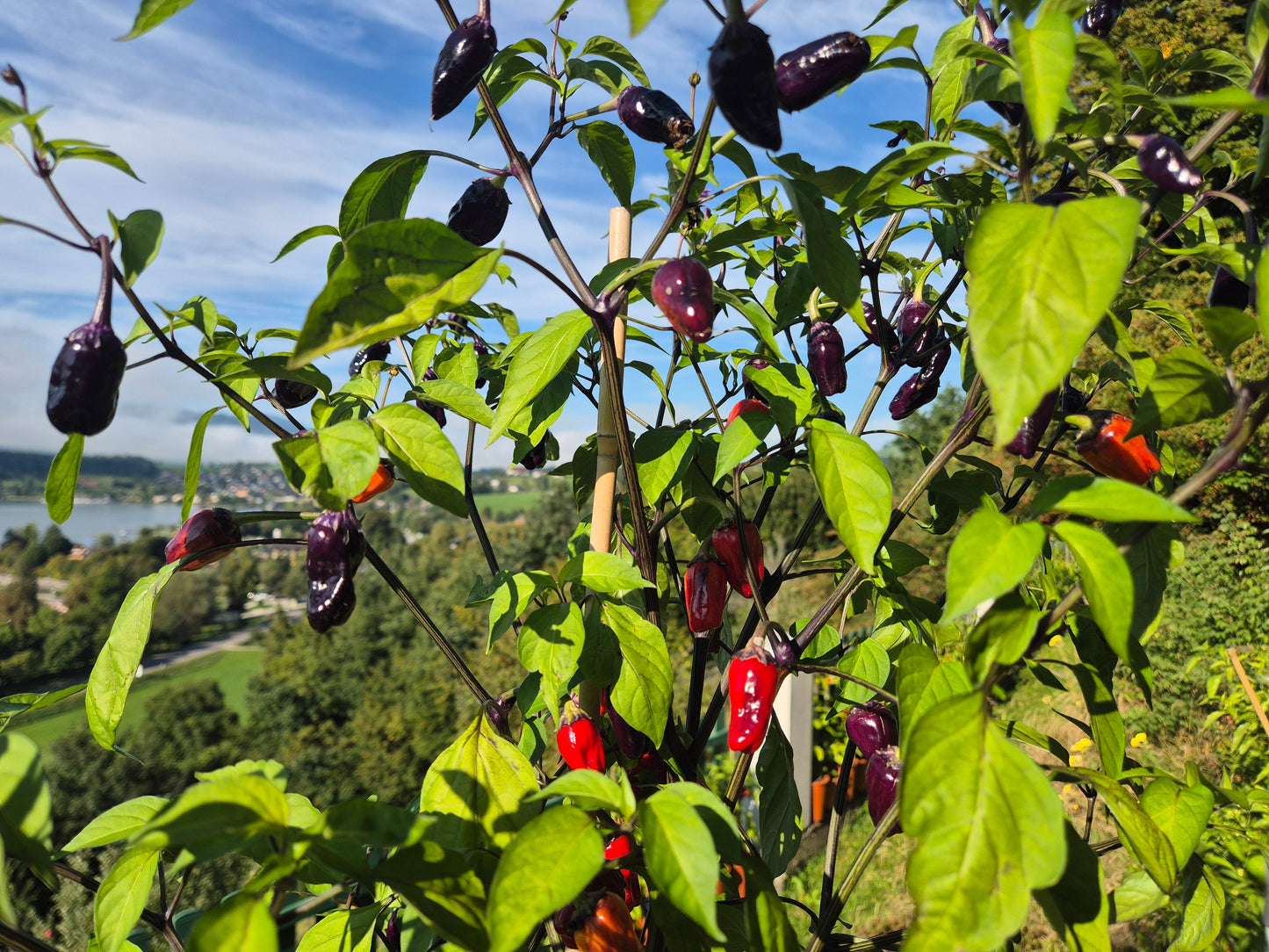 Black Scorpion Tongue DER TOMATENFLÜSTERER