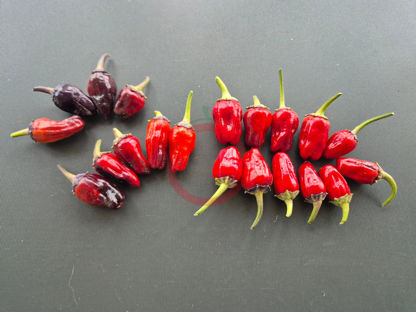 Black Scorpion Tongue DER TOMATENFLÜSTERER