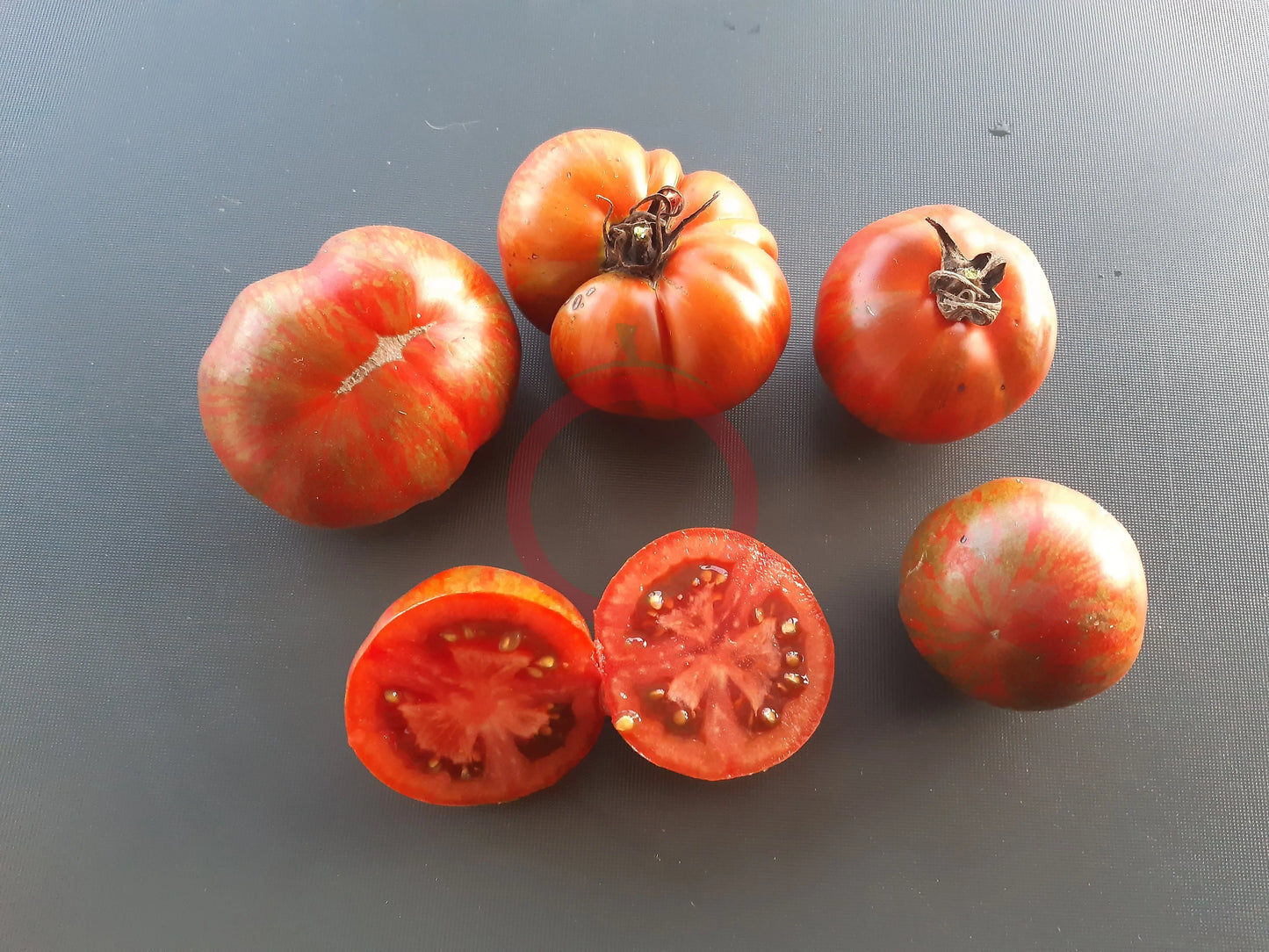 Black Zebra DER TOMATENFLÜSTERER