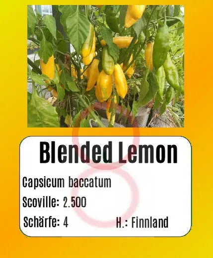 Blended Lemon DER TOMATENFL STERER
