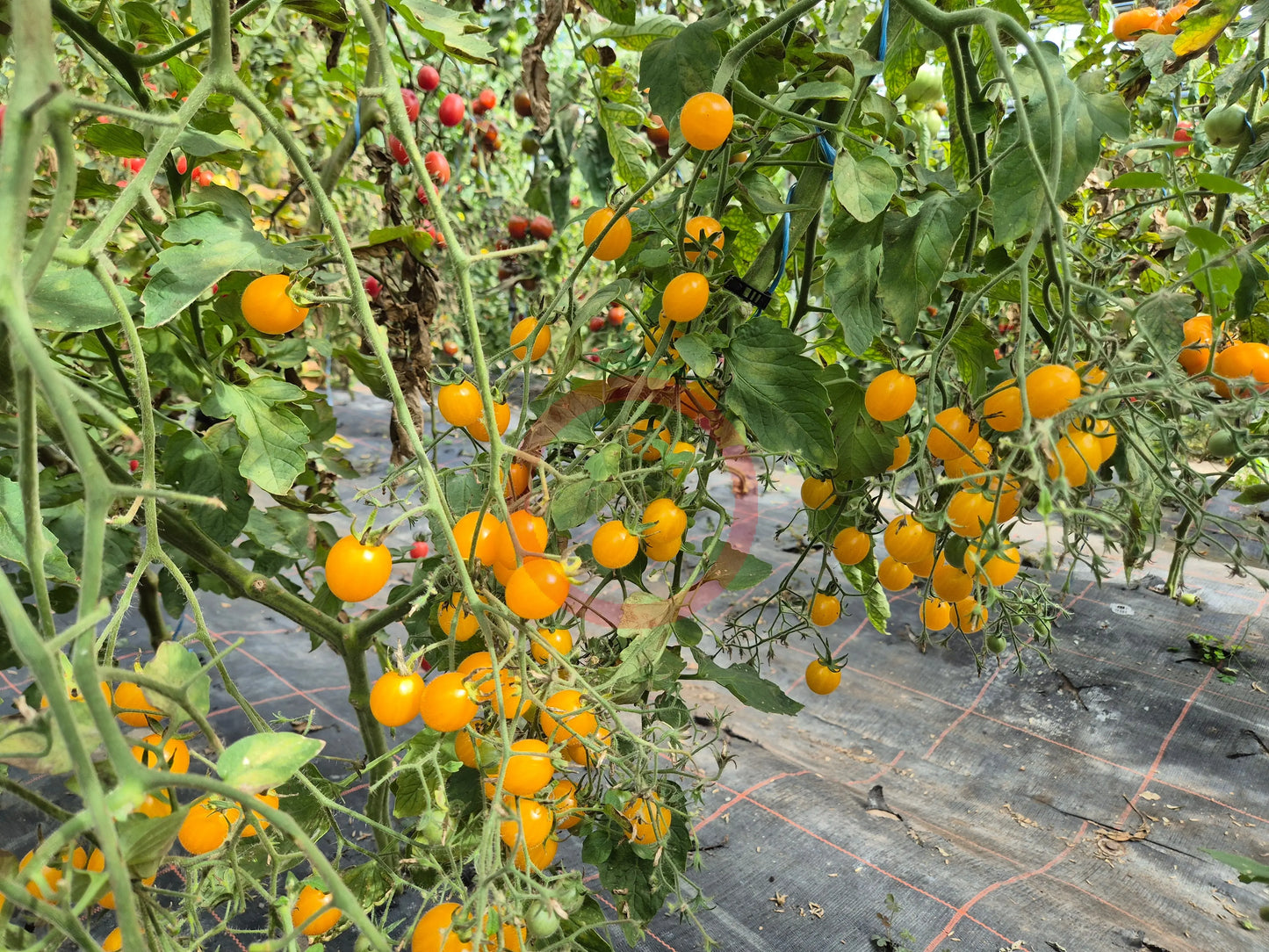 Blondköpfchen DER TOMATENFLÜSTERER
