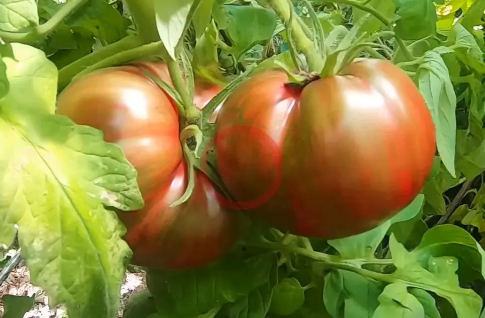 Blood Moon DER TOMATENFLÜSTERER