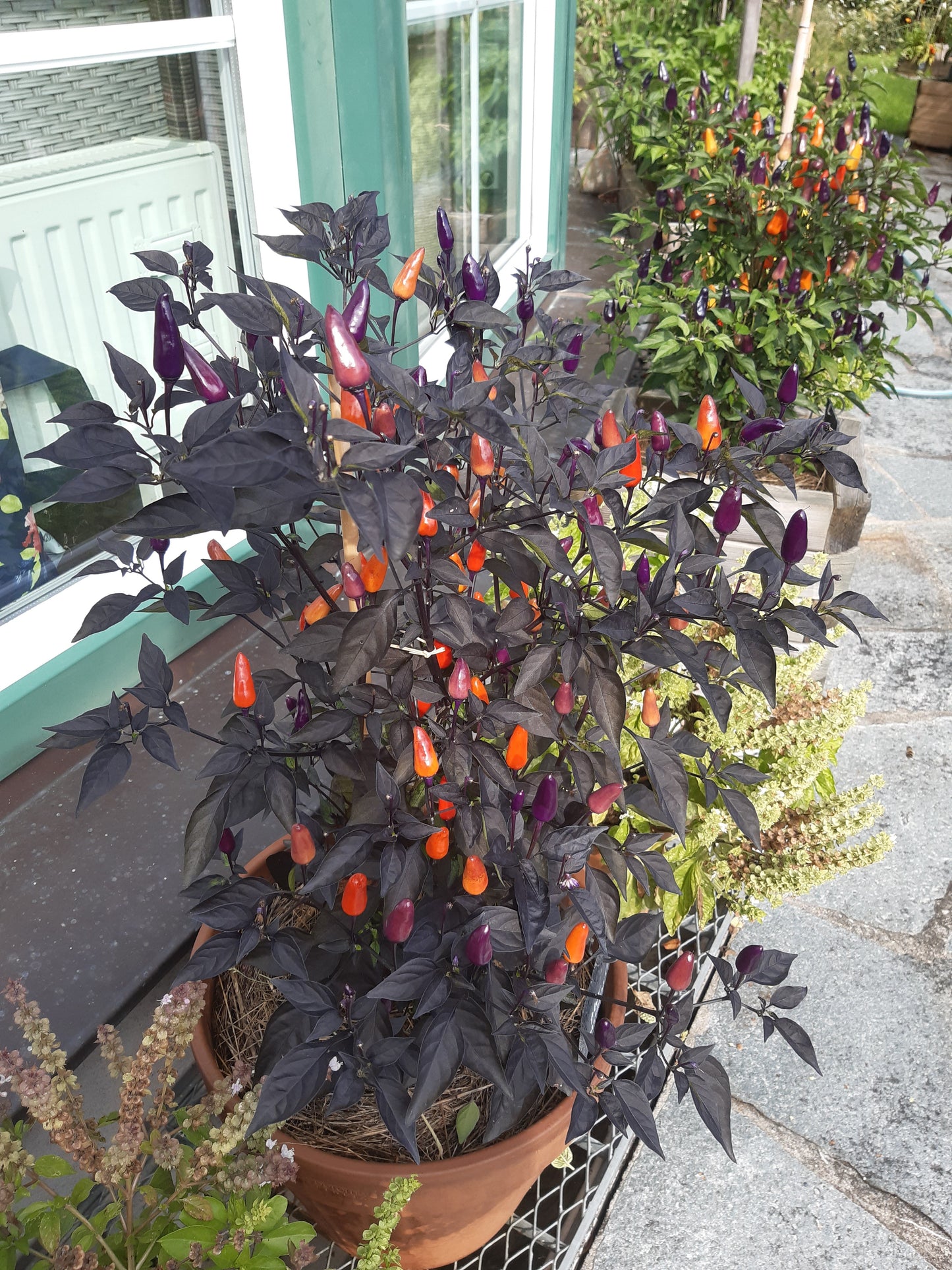 Blue Christmas Chili DER TOMATENFLÜSTERER