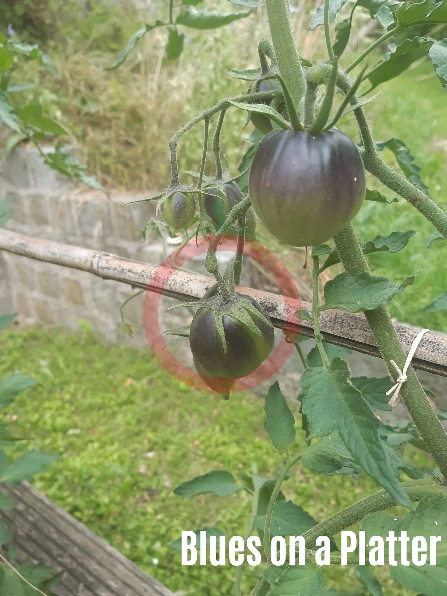 Blues on a Platter DER TOMATENFLÜSTERER