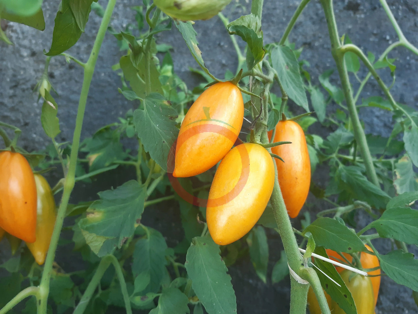Blush 2.0 DER TOMATENFLÜSTERER