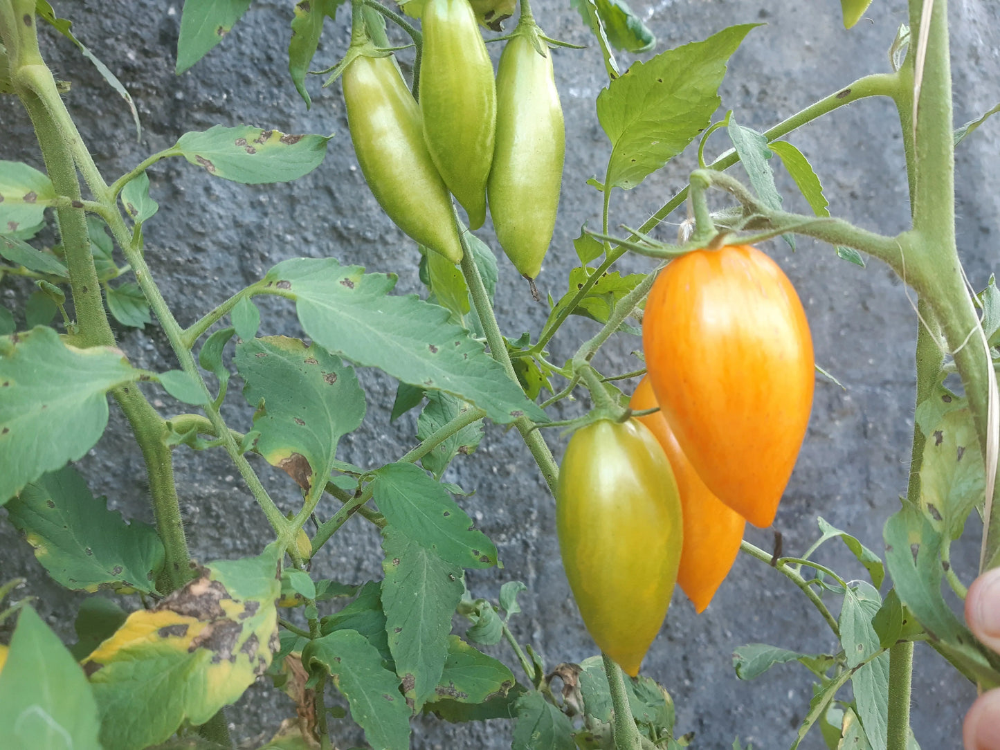 Blush 2.0 DER TOMATENFLÜSTERER