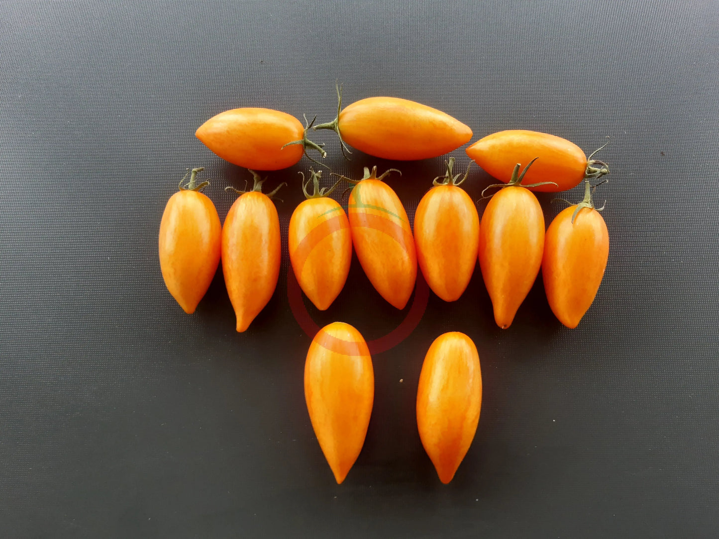 Blush 2.0 DER TOMATENFLÜSTERER