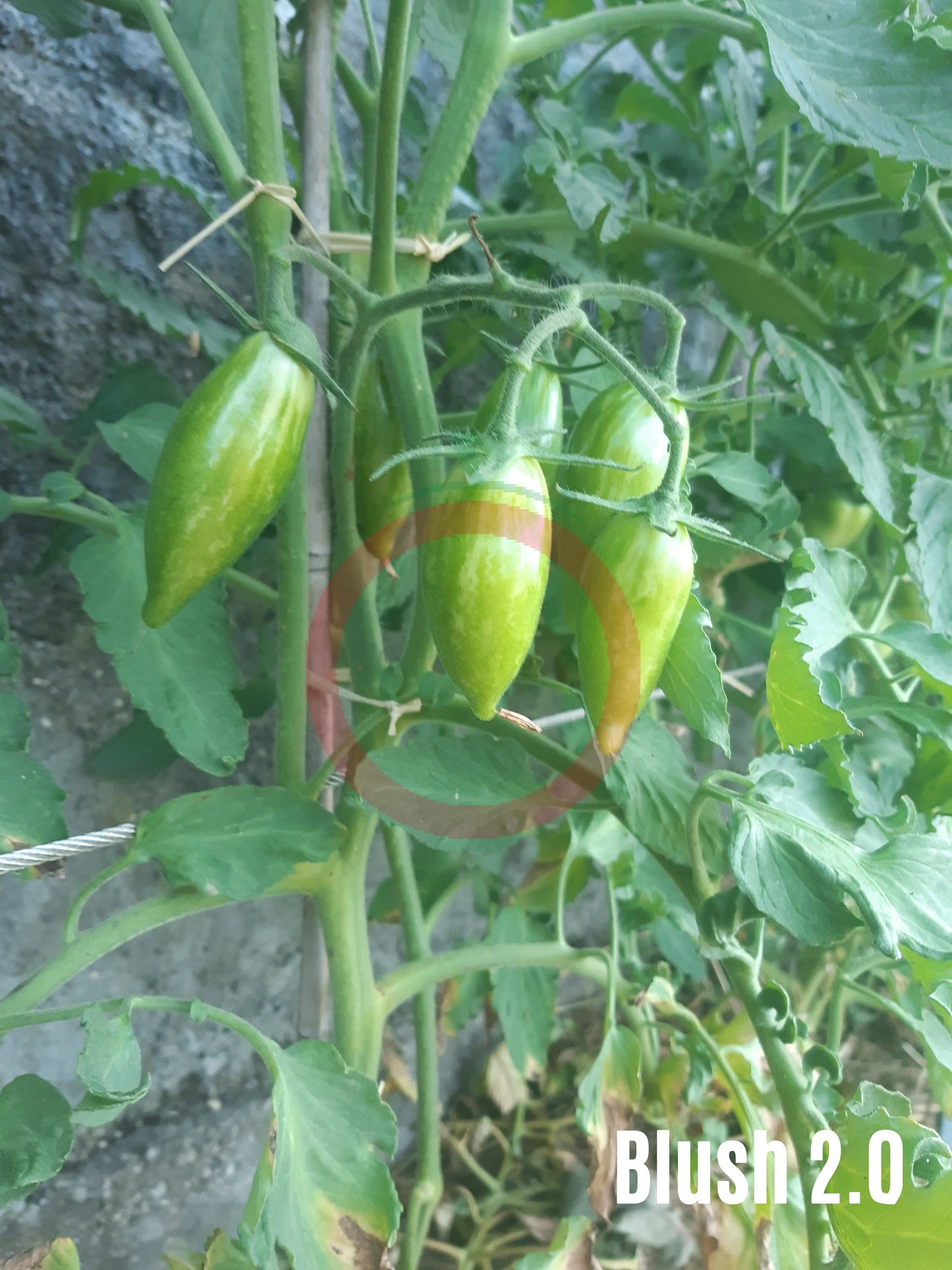 Blush 2.0 DER TOMATENFLÜSTERER