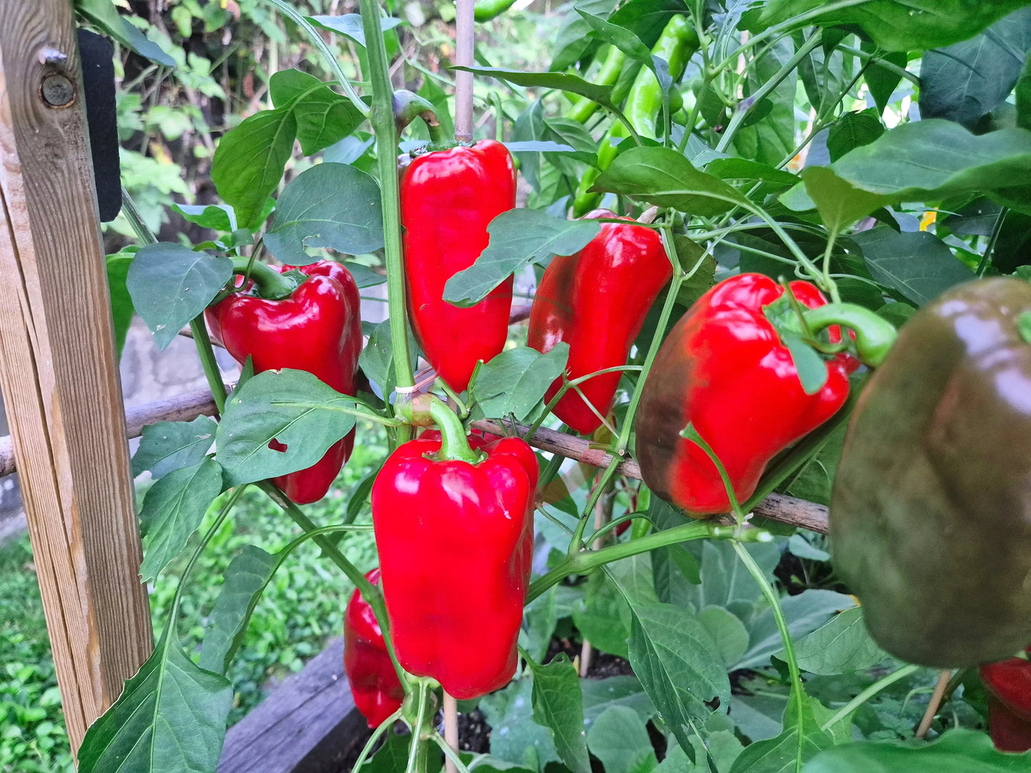 Bogatyr DER TOMATENFLÜSTERER