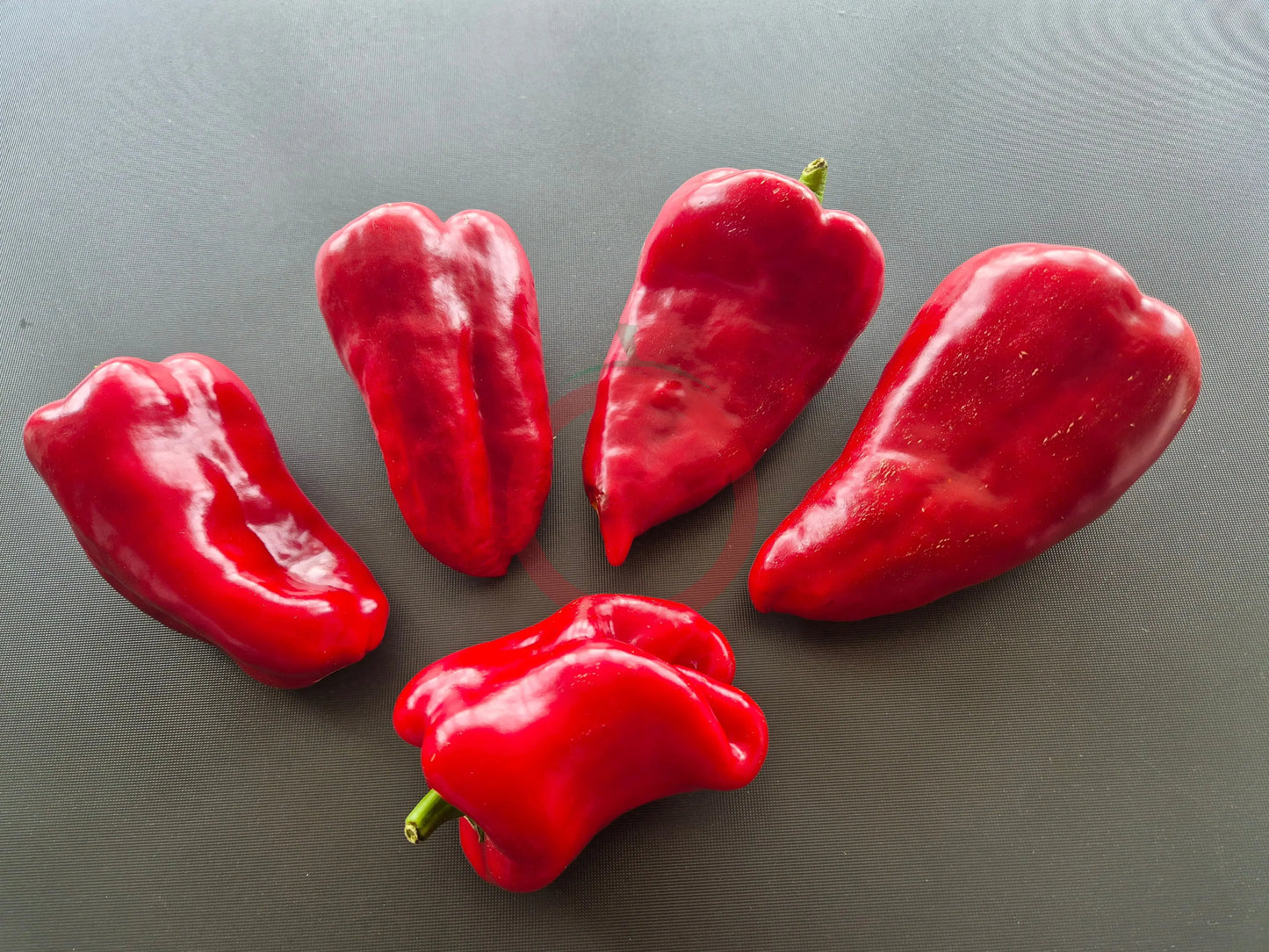Bogatyr DER TOMATENFLÜSTERER