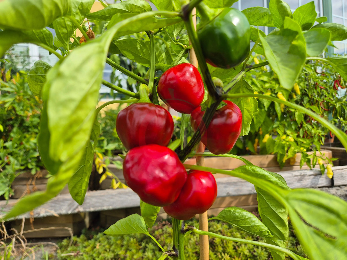 Bola DER TOMATENFLÜSTERER