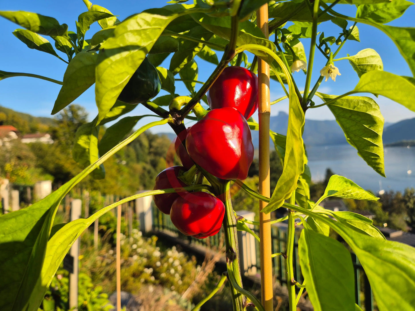 Bola DER TOMATENFLÜSTERER