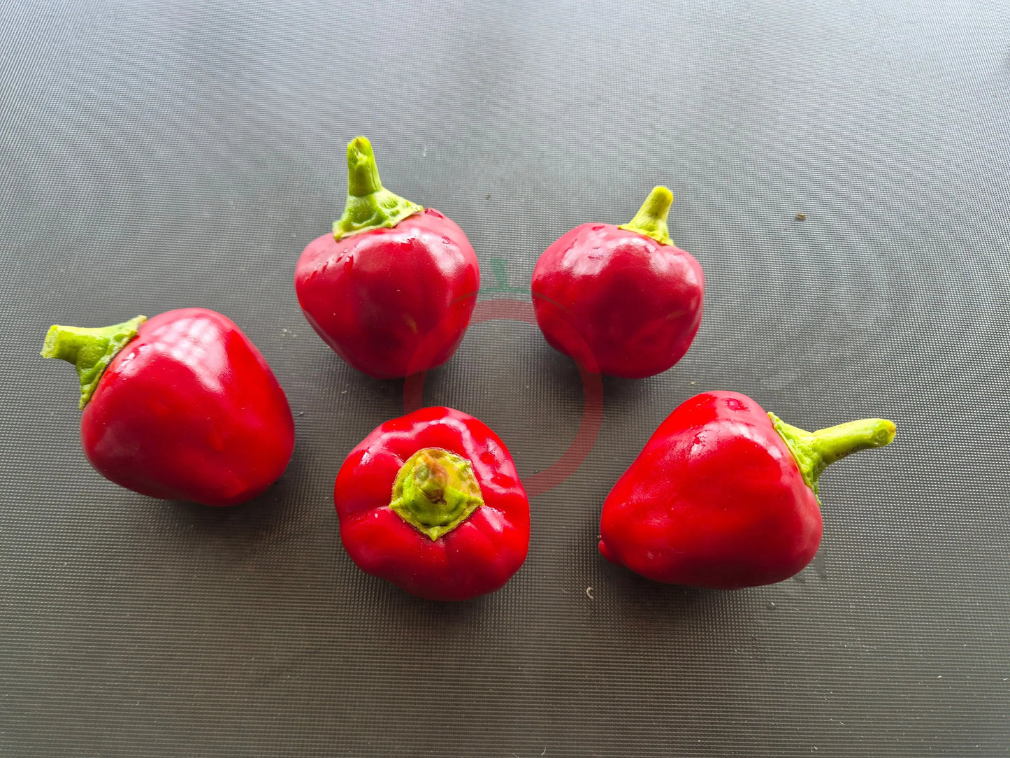 Bola DER TOMATENFLÜSTERER