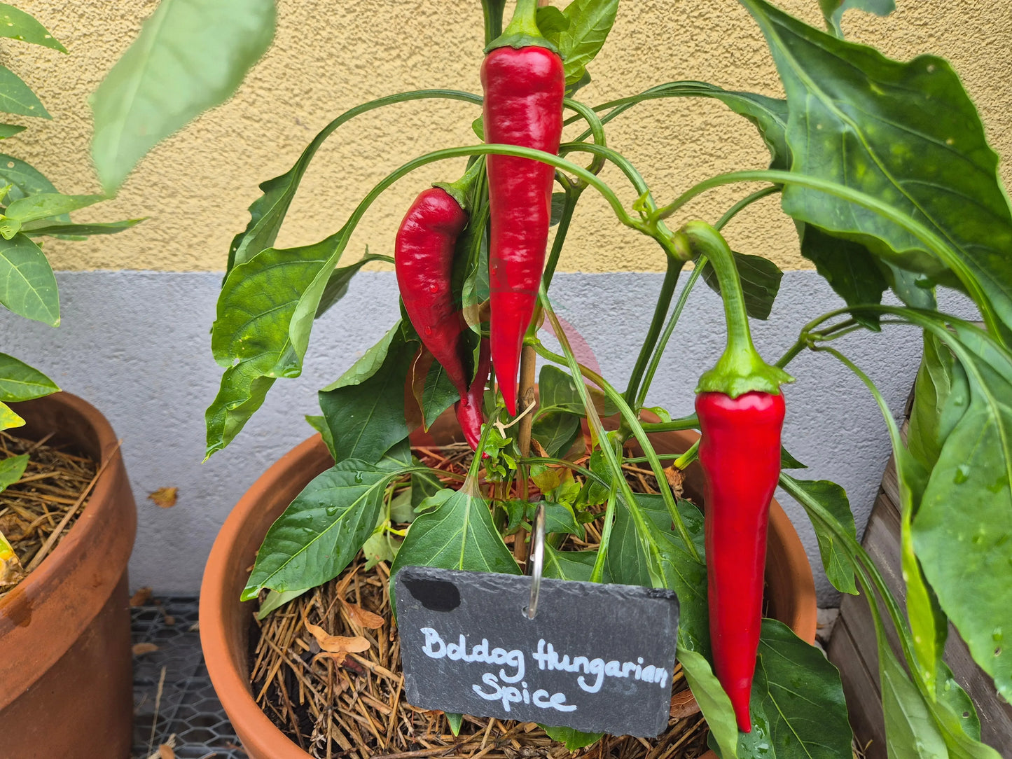 Boldog Hungarian Spice DER TOMATENFLÜSTERER