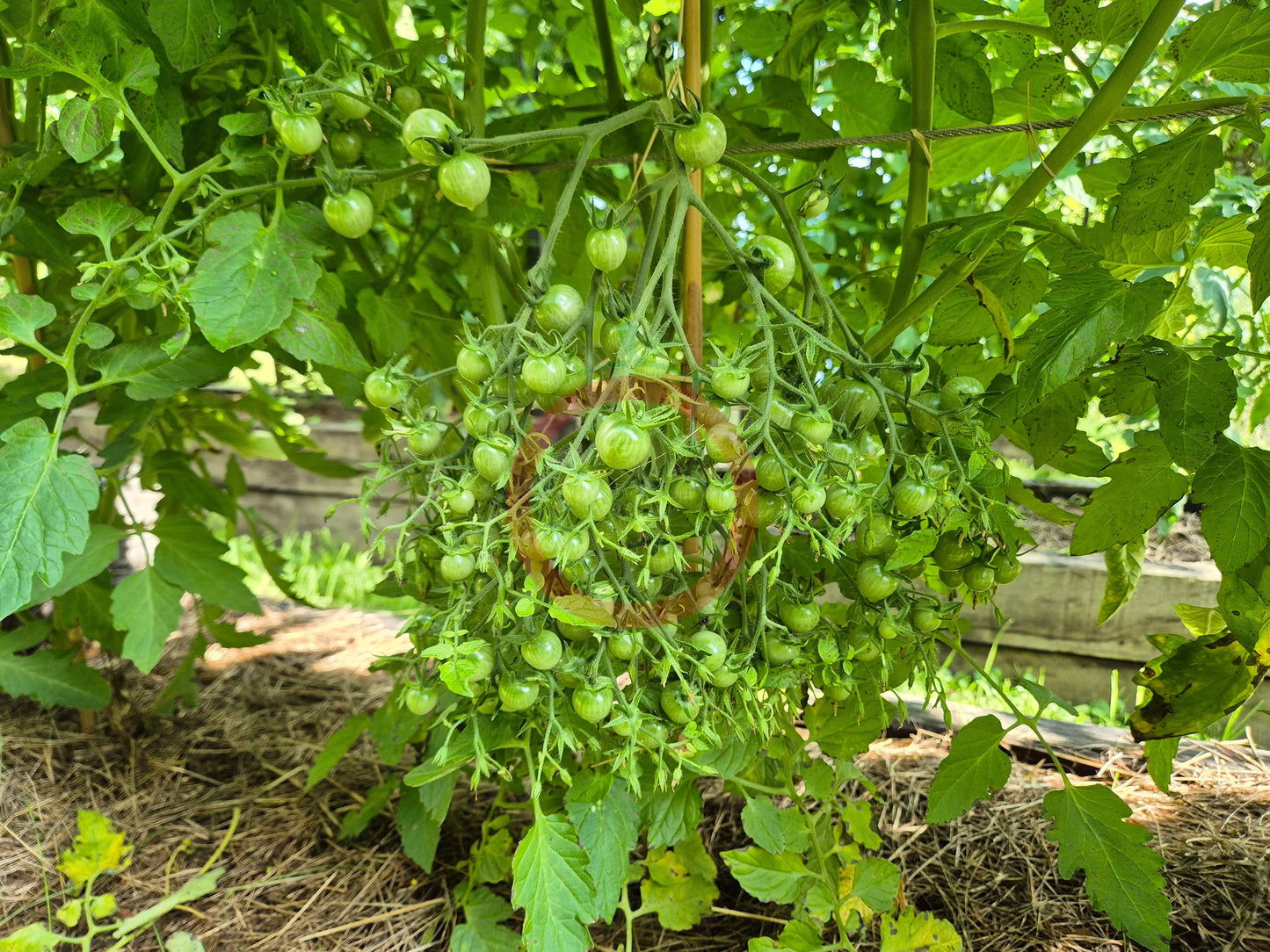 Bolivian Wild DER TOMATENFLÜSTERER