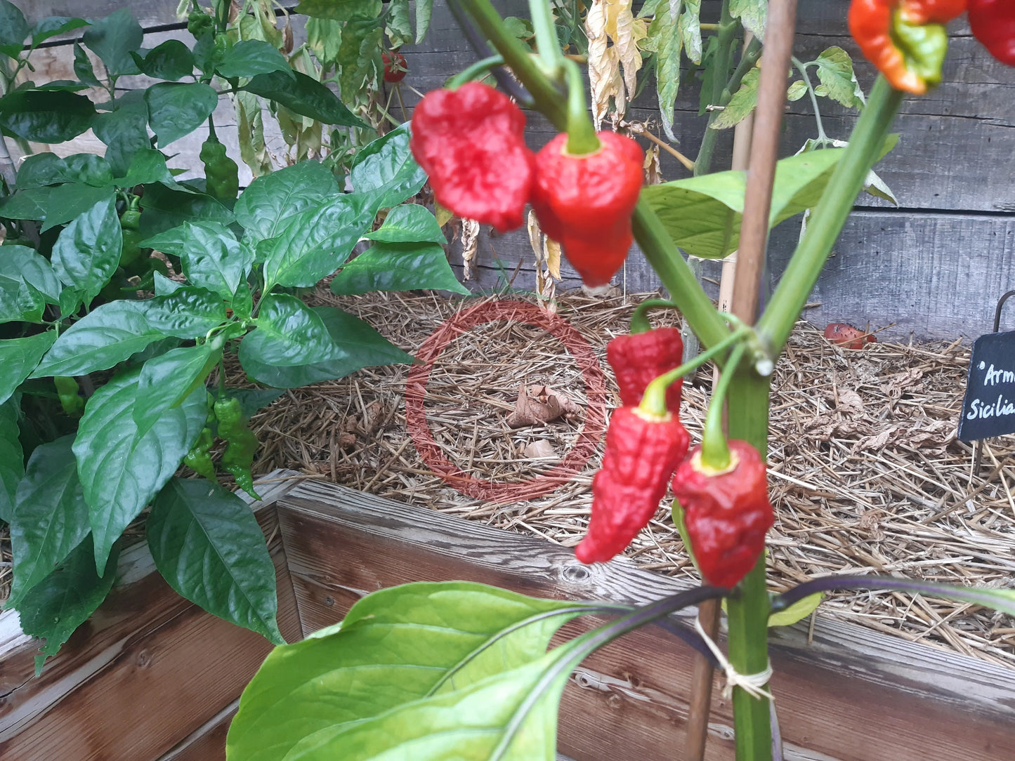 Borg 9 Red DER TOMATENFLÜSTERER