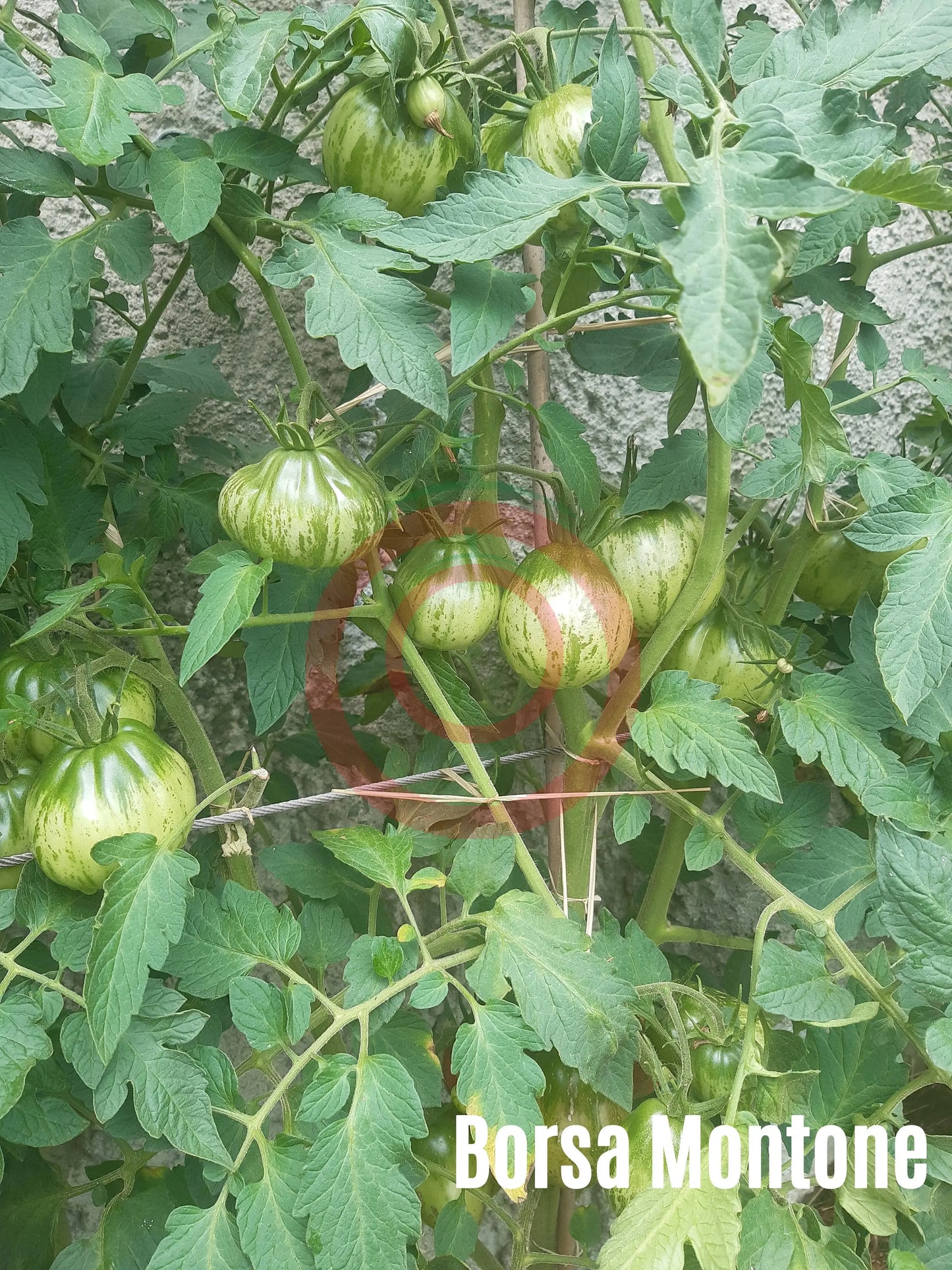 Borsa Montone DER TOMATENFLÜSTERER