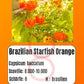Brazilian Starfish Orange DER TOMATENFLÜSTERER