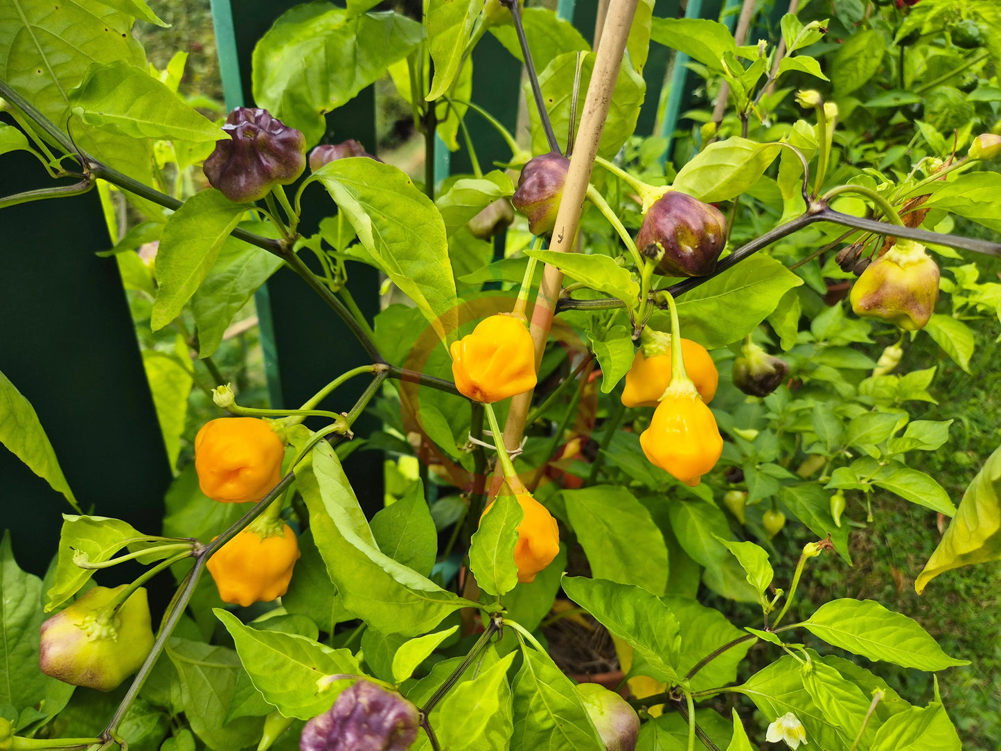 Brazilian Starfish Yellow DER TOMATENFLÜSTERER