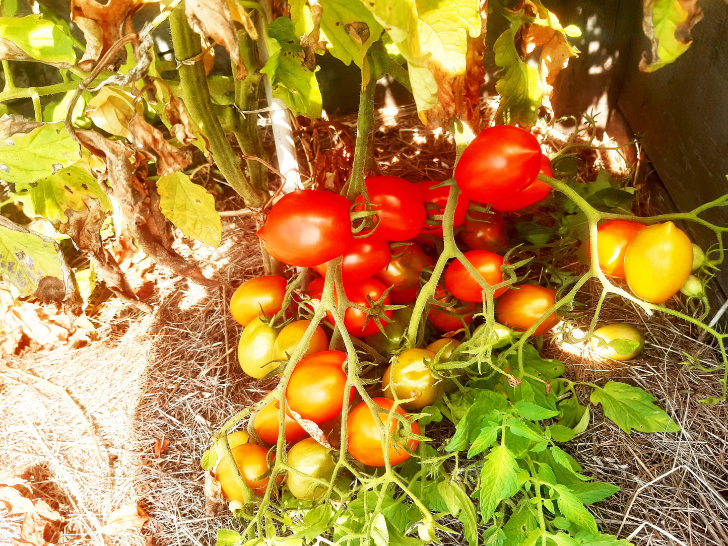Britain`s Breakfast DER TOMATENFLÜSTERER