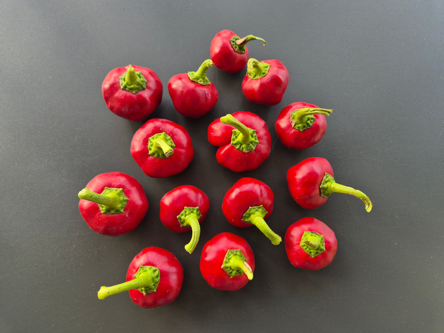 Buffalo Red (Kopie) DER TOMATENFLÜSTERER