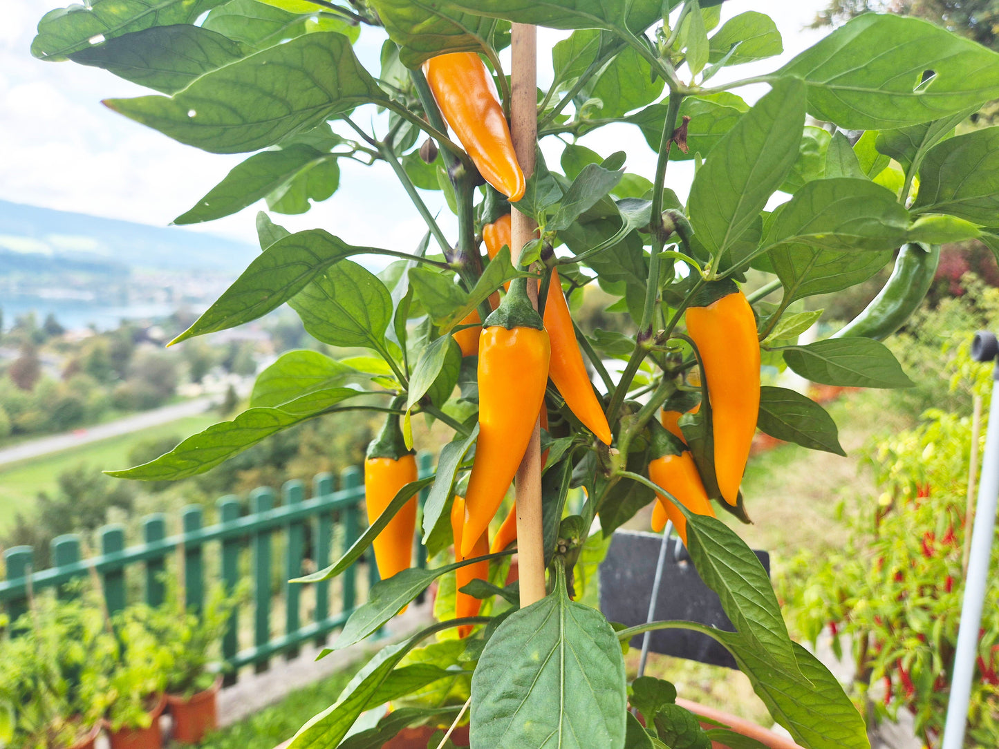 Bulgarian Carott DER TOMATENFLÜSTERER