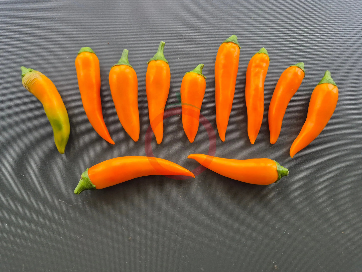 Bulgarian Carrot DER TOMATENFLÜSTERER