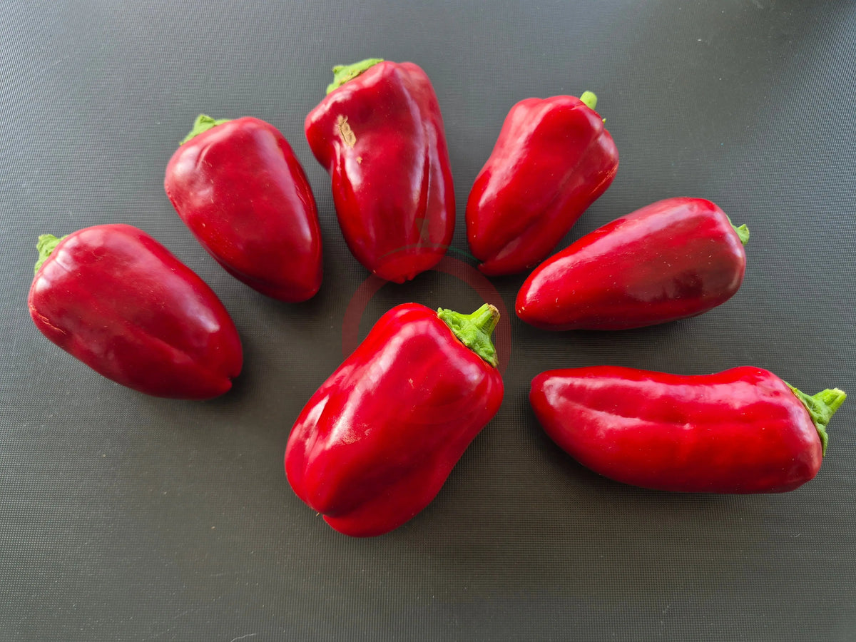 Bull´s Heart DER TOMATENFLÜSTERER