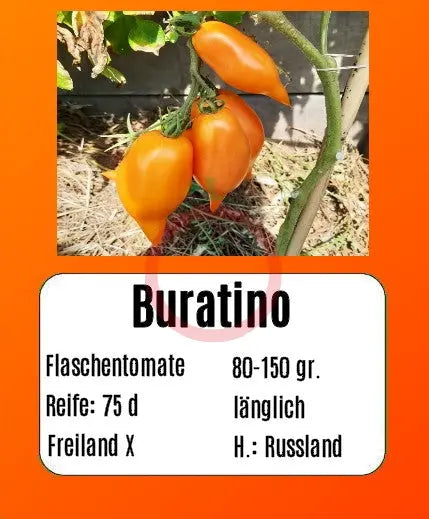 Buratino DER TOMATENFLÜSTERER