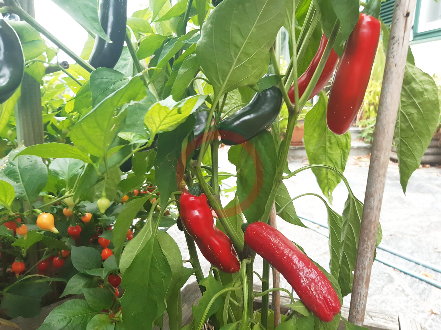 CaJohns Serrano DER TOMATENFLÜSTERER