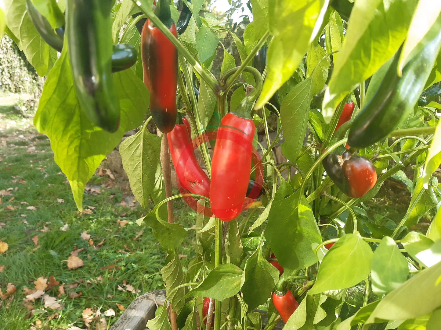 CaJohns Serrano DER TOMATENFLÜSTERER