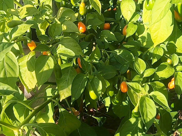 Cabaca Peach DER TOMATENFLÜSTERER