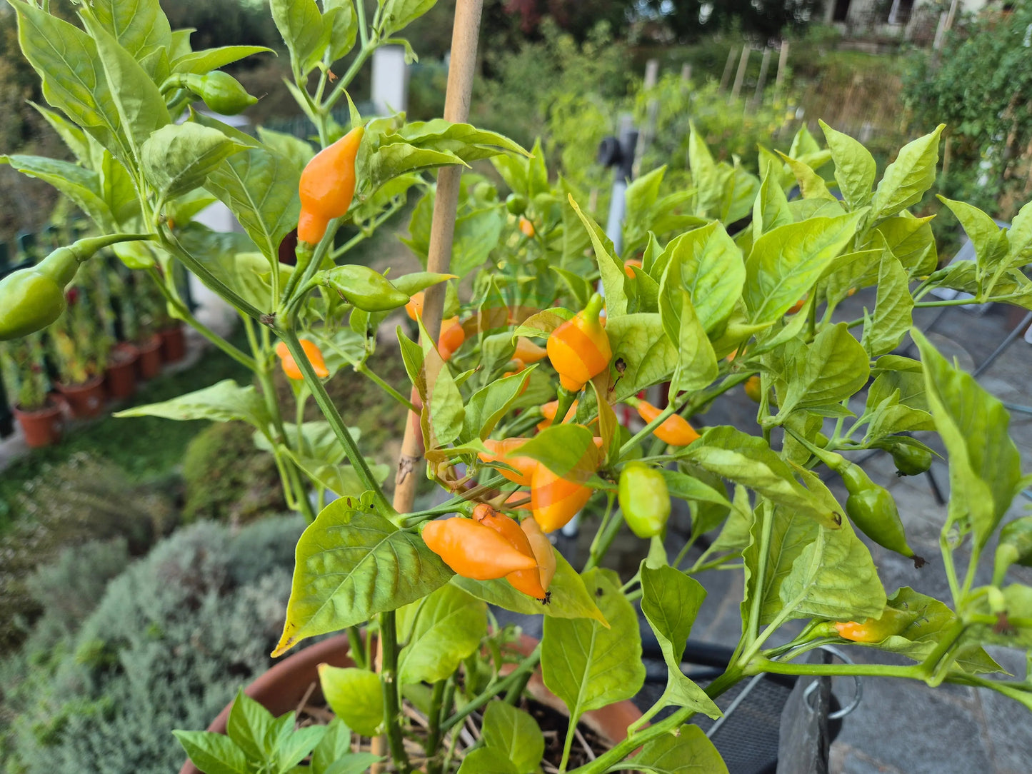 Cabacina Laranja DER TOMATENFLÜSTERER