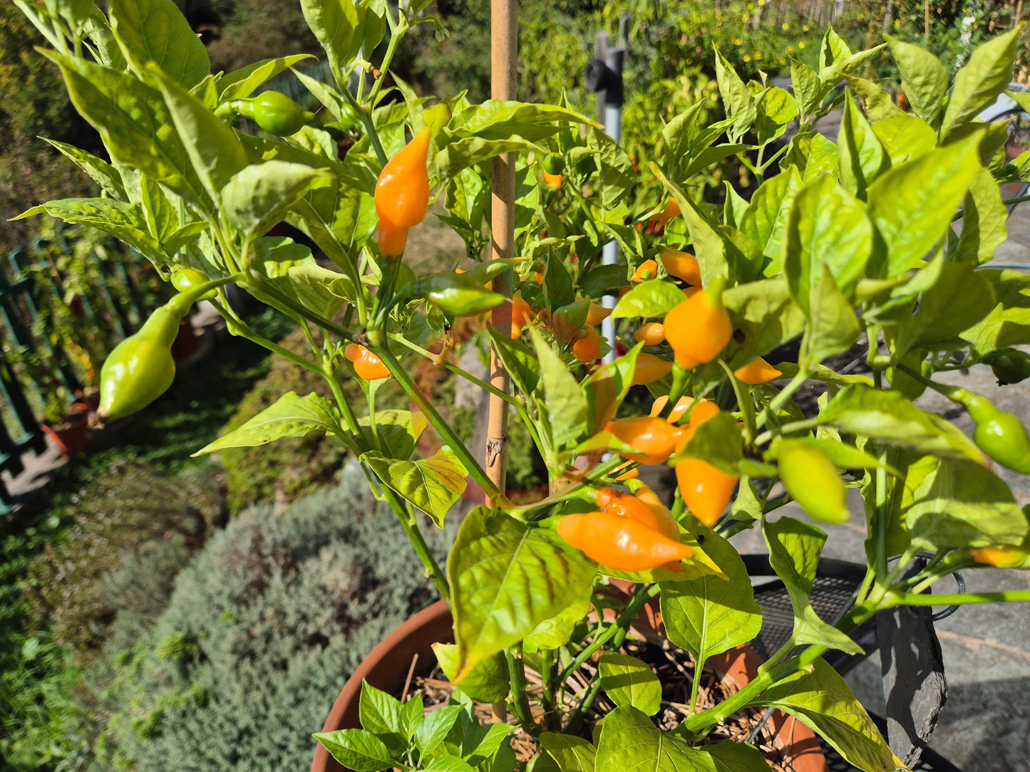 Cabacina Laranja DER TOMATENFLÜSTERER