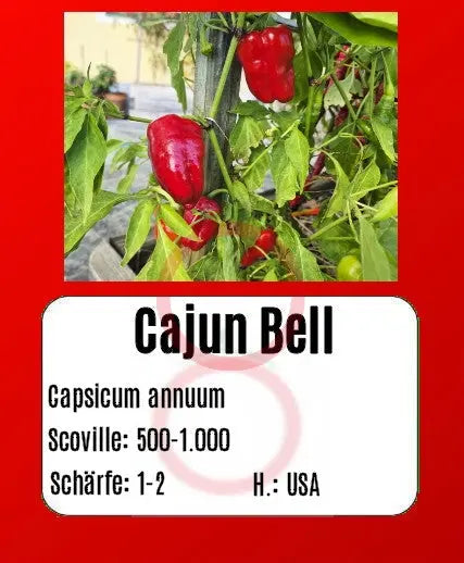 Cajun Belle DER TOMATENFLÜSTERER