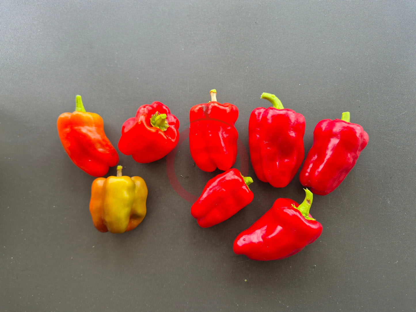 Cajun Belle DER TOMATENFLÜSTERER