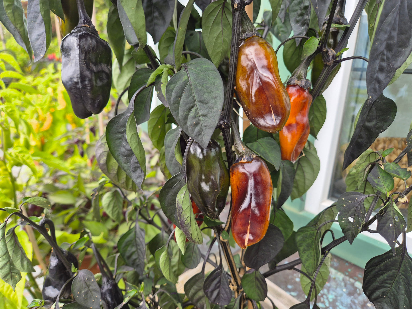 Camelot DER TOMATENFLÜSTERER