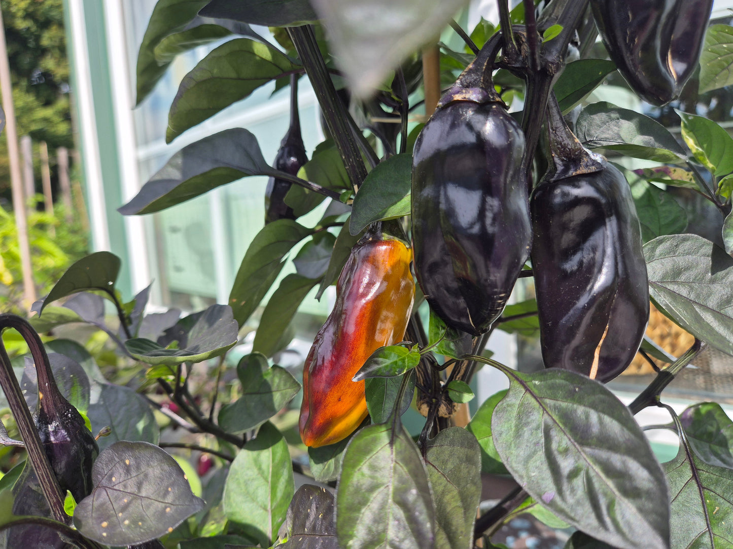 Camelot DER TOMATENFLÜSTERER