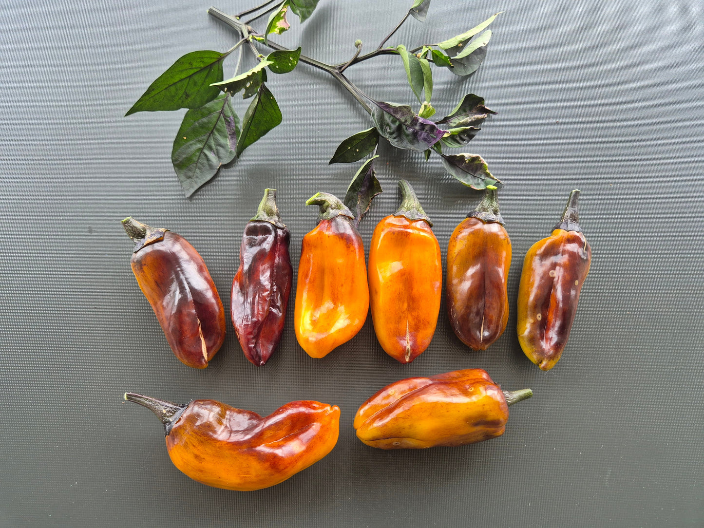 Camelot DER TOMATENFLÜSTERER