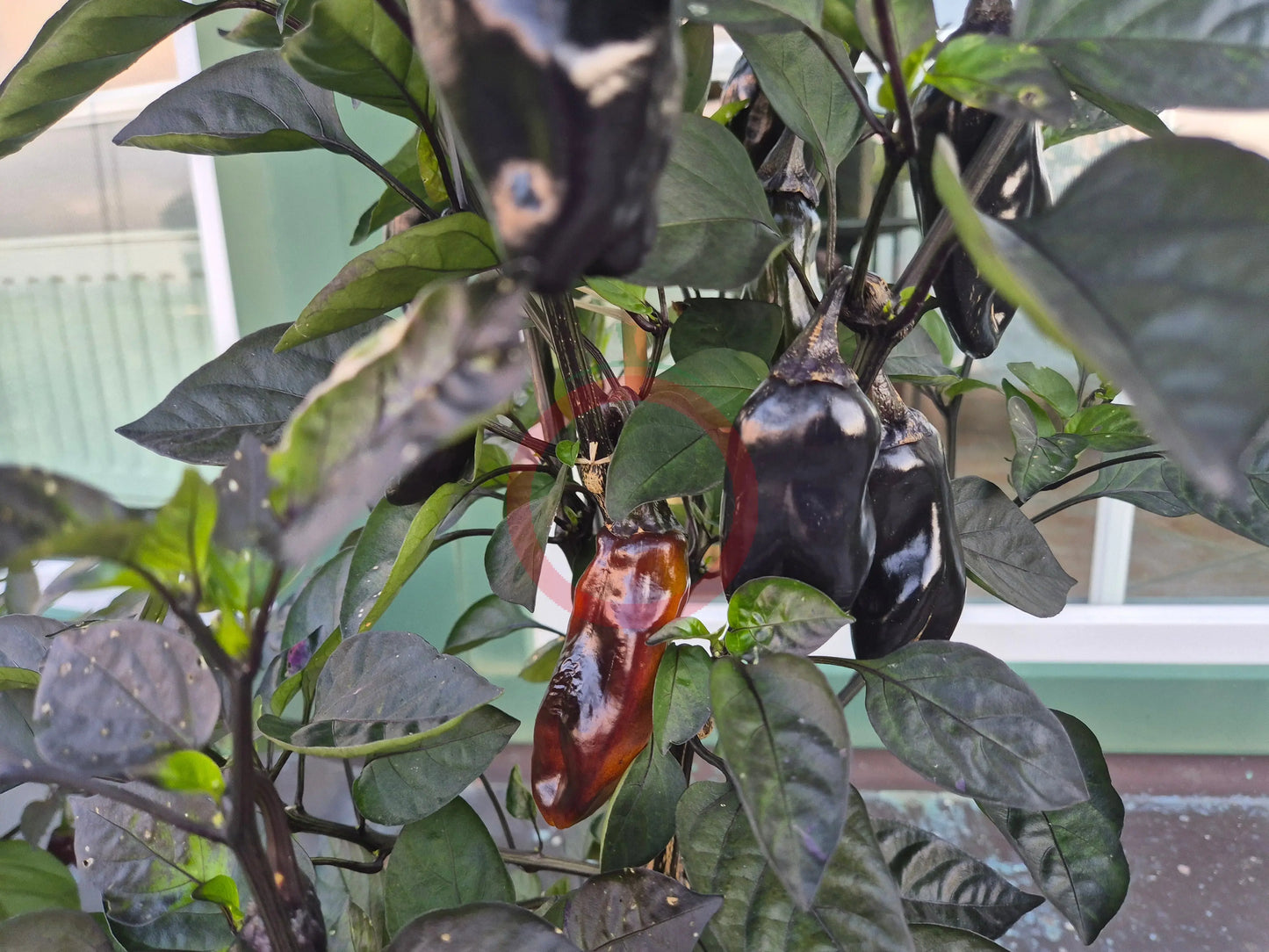 Camelot DER TOMATENFLÜSTERER