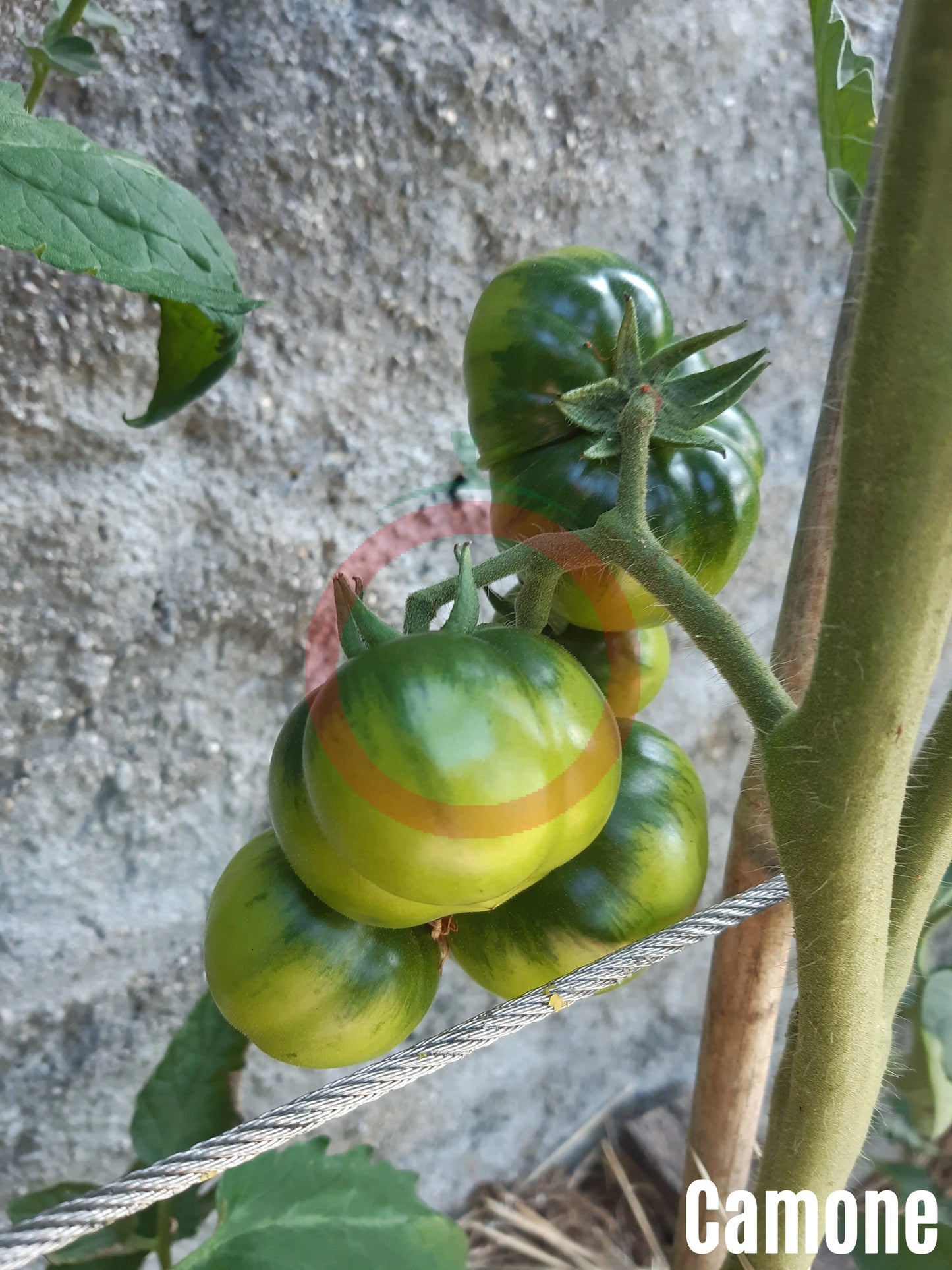 Camone DER TOMATENFLÜSTERER