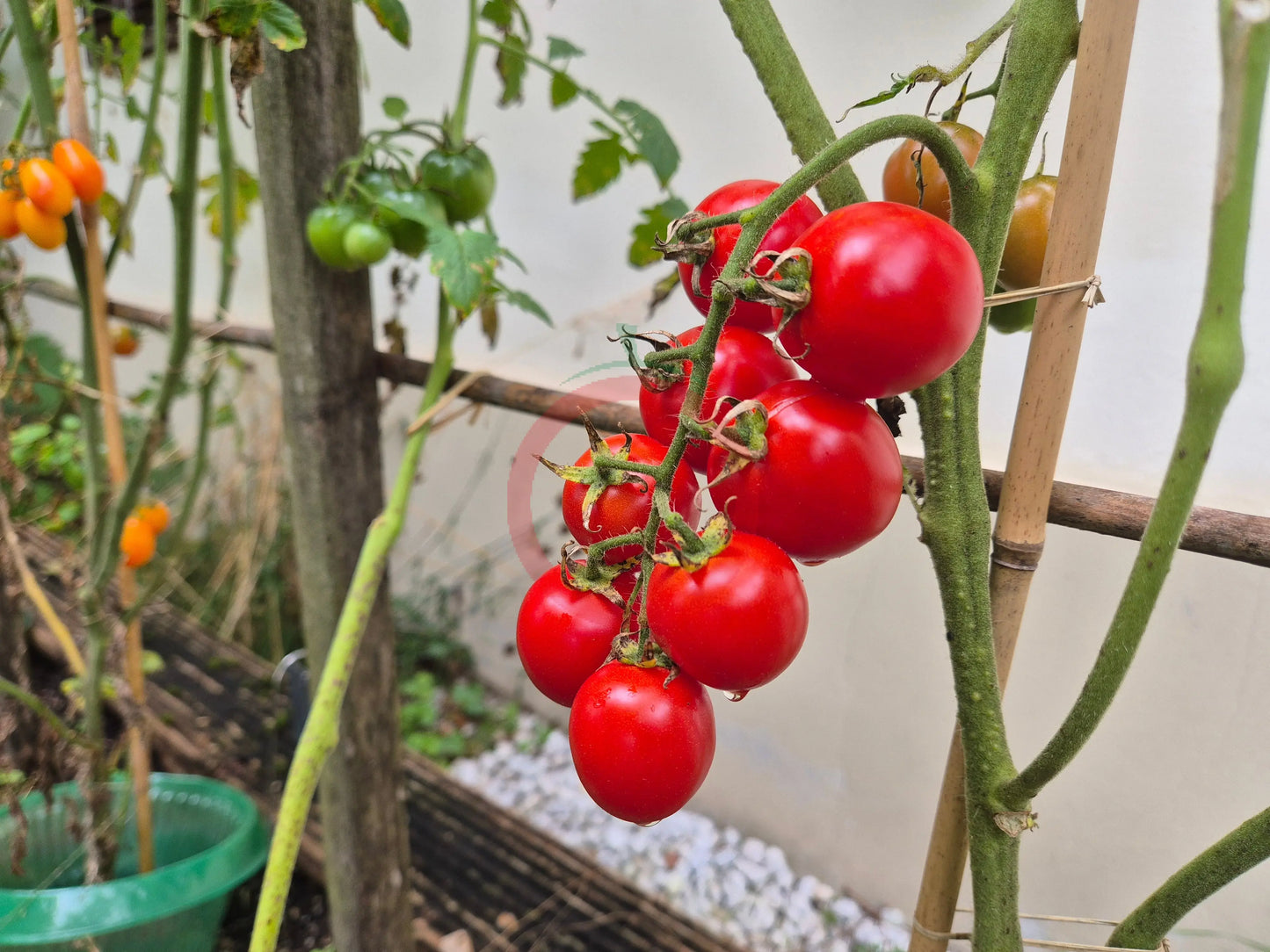 Camp Joy DER TOMATENFLÜSTERER
