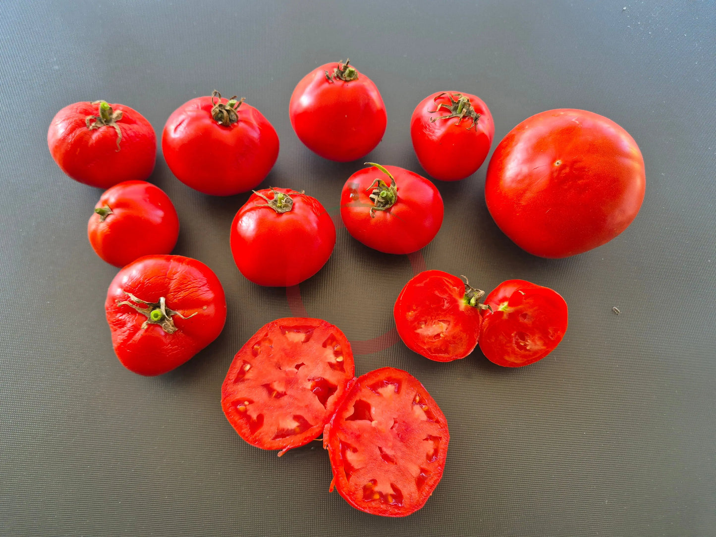 Campbell 1321 DER TOMATENFLÜSTERER