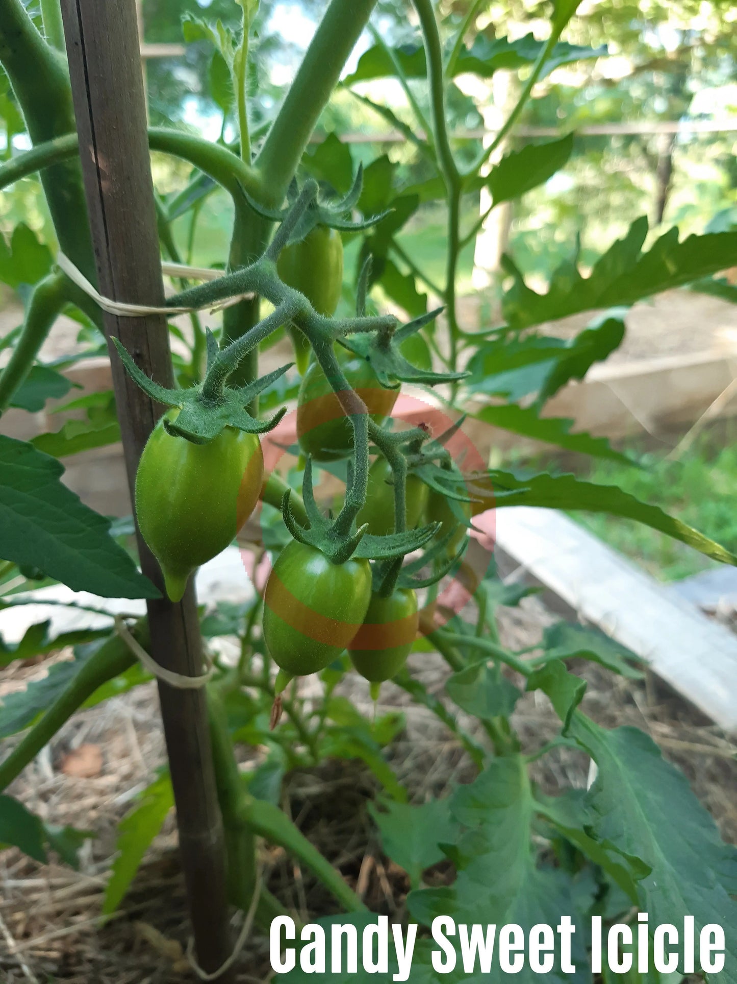 Candy Sweet Icicle DER TOMATENFLÜSTERER