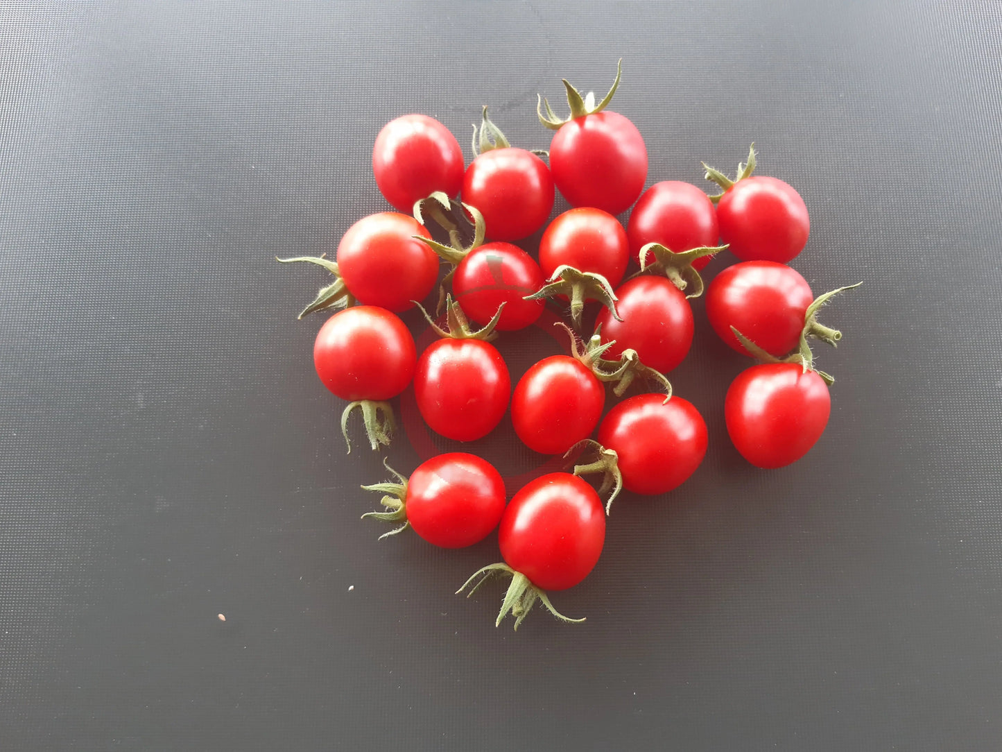 Canneberge Sucreé DER TOMATENFLÜSTERER