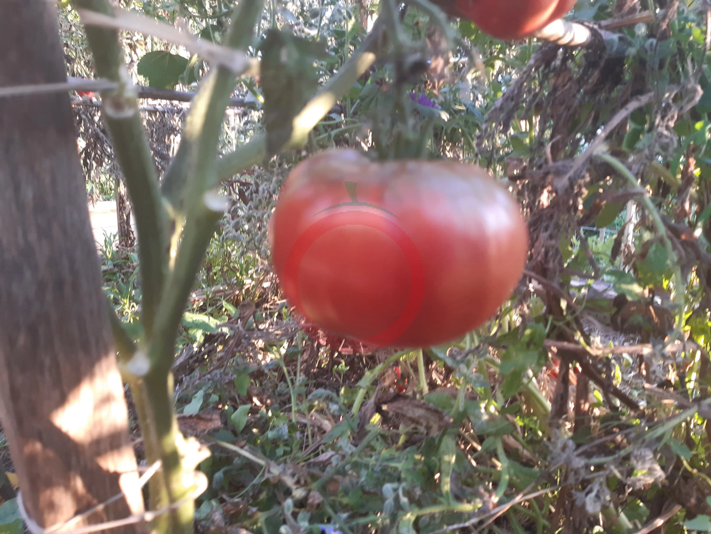 Carolina Dusk DER TOMATENFLÜSTERER