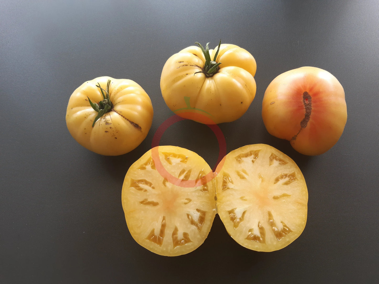 Casey Pure Yellow DER TOMATENFLÜSTERER