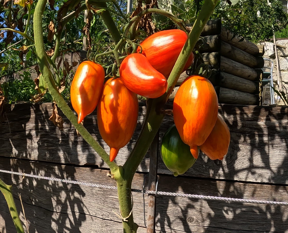 Cassady Royal Tiger DER TOMATENFLÜSTERER